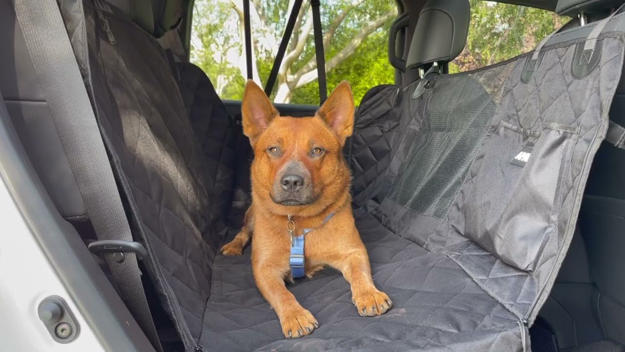 Protect-Your-Car-Seats-with-Waterproof-Car-Seat-Covers-for-Pets Delicate Leather
