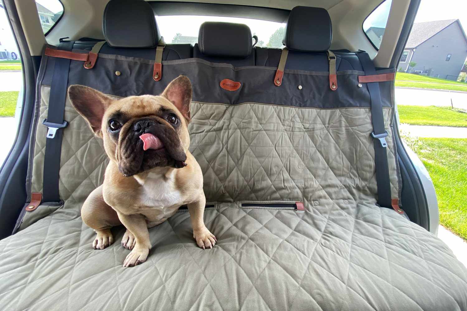 Back-Seat-Car-Cover-for-Dogs-Protecting-Your-Vehicle-and-Your-Furry-Friend Delicate Leather