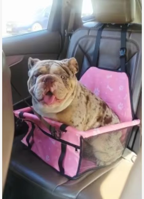 Double Thick Travel Mesh Hanging Bag – Waterproof Pet Car Seat Mat & Folding Dog Blanket - Delicate Leather