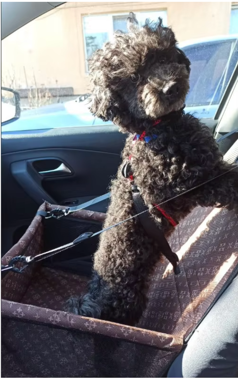 Double Thick Travel Mesh Hanging Bag – Waterproof Pet Car Seat Mat & Folding Dog Blanket - Delicate Leather  