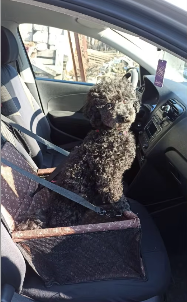 Double Thick Travel Mesh Hanging Bag – Waterproof Pet Car Seat Mat & Folding Dog Blanket - Delicate Leather  